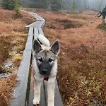Med Anneks Og Fantastisk Utsikt Pa Ljosheim